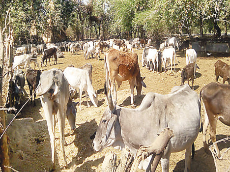 where is worshipers cow handing over death 