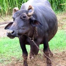 Notice of contempt after buffalo's death