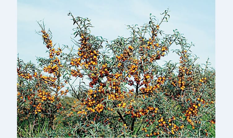 Forest Department will Starts Charma Plantation in Tribal Area of Himachal.
