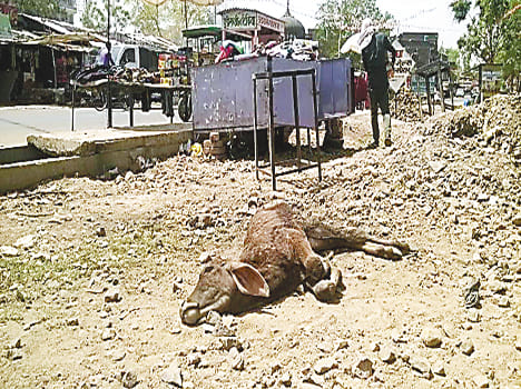 cow with hunger and thirst