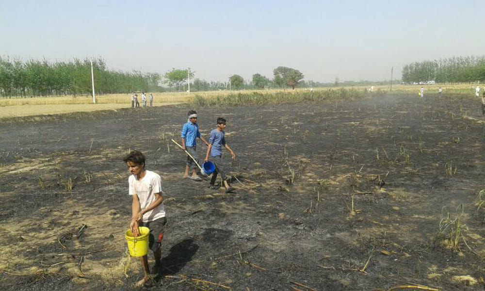 90 bigha wheat-reed crop burnt to ashes