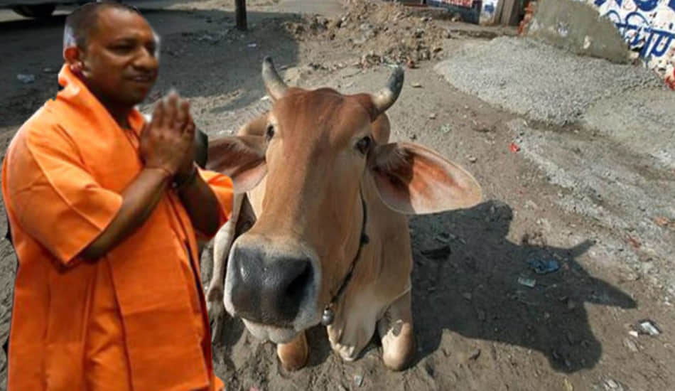 where is worshipers cow handing over death 