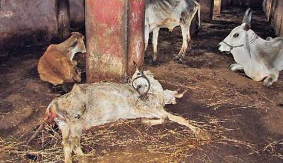 where is worshipers cow handing over death 