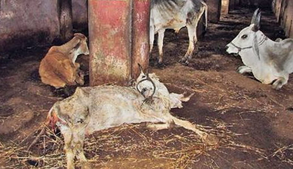 where is worshipers cow handing over death 