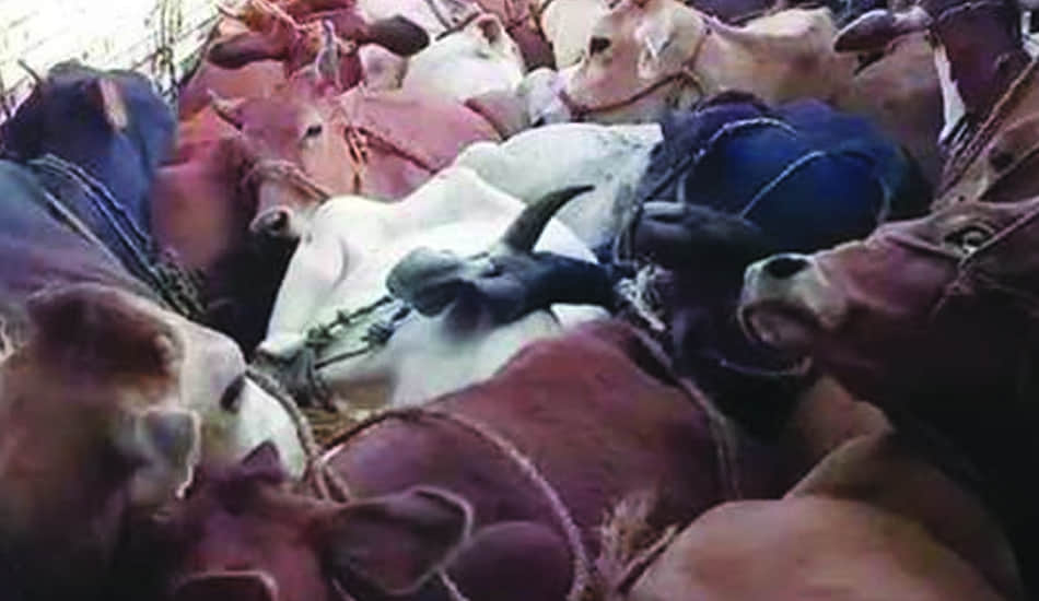 where is worshipers cow handing over death 