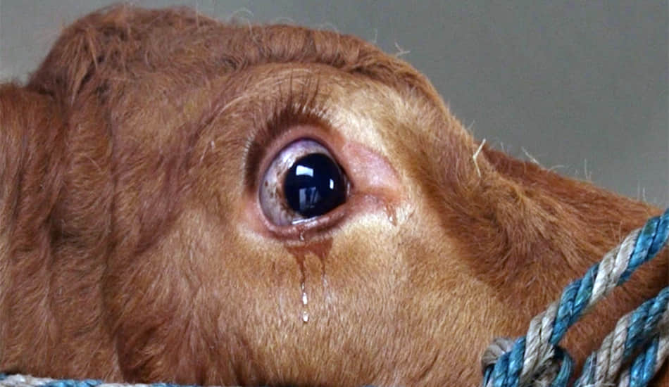 where is worshipers cow handing over death 