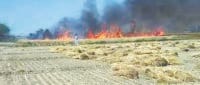 jind,  fire in field,  harayana