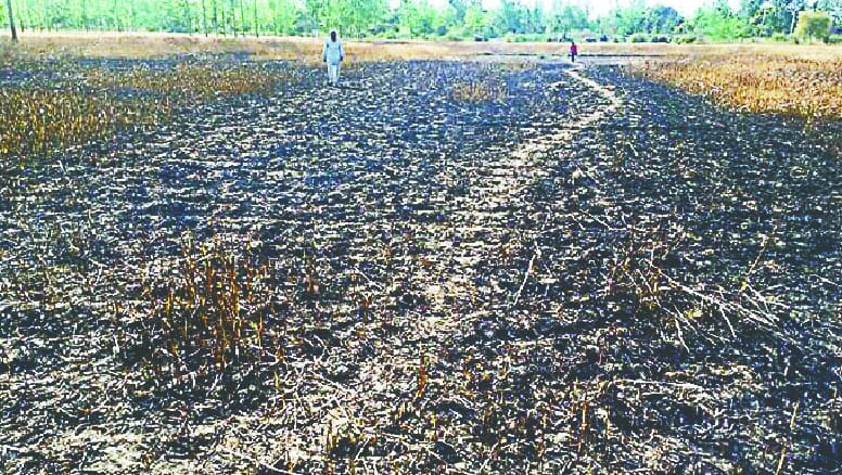 72 bigha wheat crop burnt by fire in saharanpur