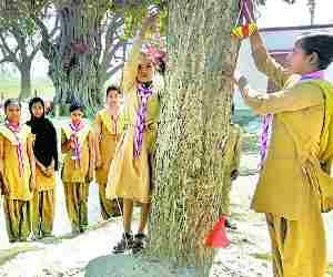 Made nest of Sparrow