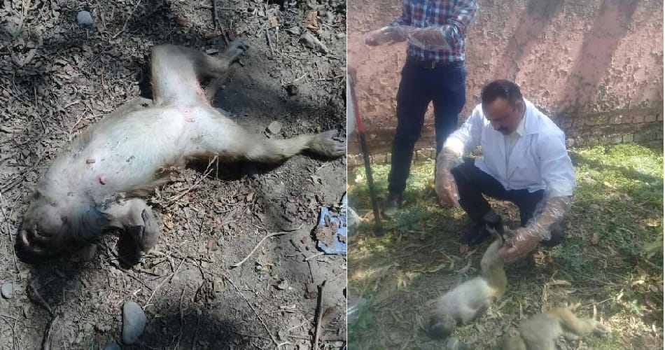 dozon of monekys found dead on hanuman jayanti at haryana