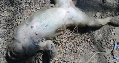 dozon of monekys found dead on hanuman jayanti at haryana