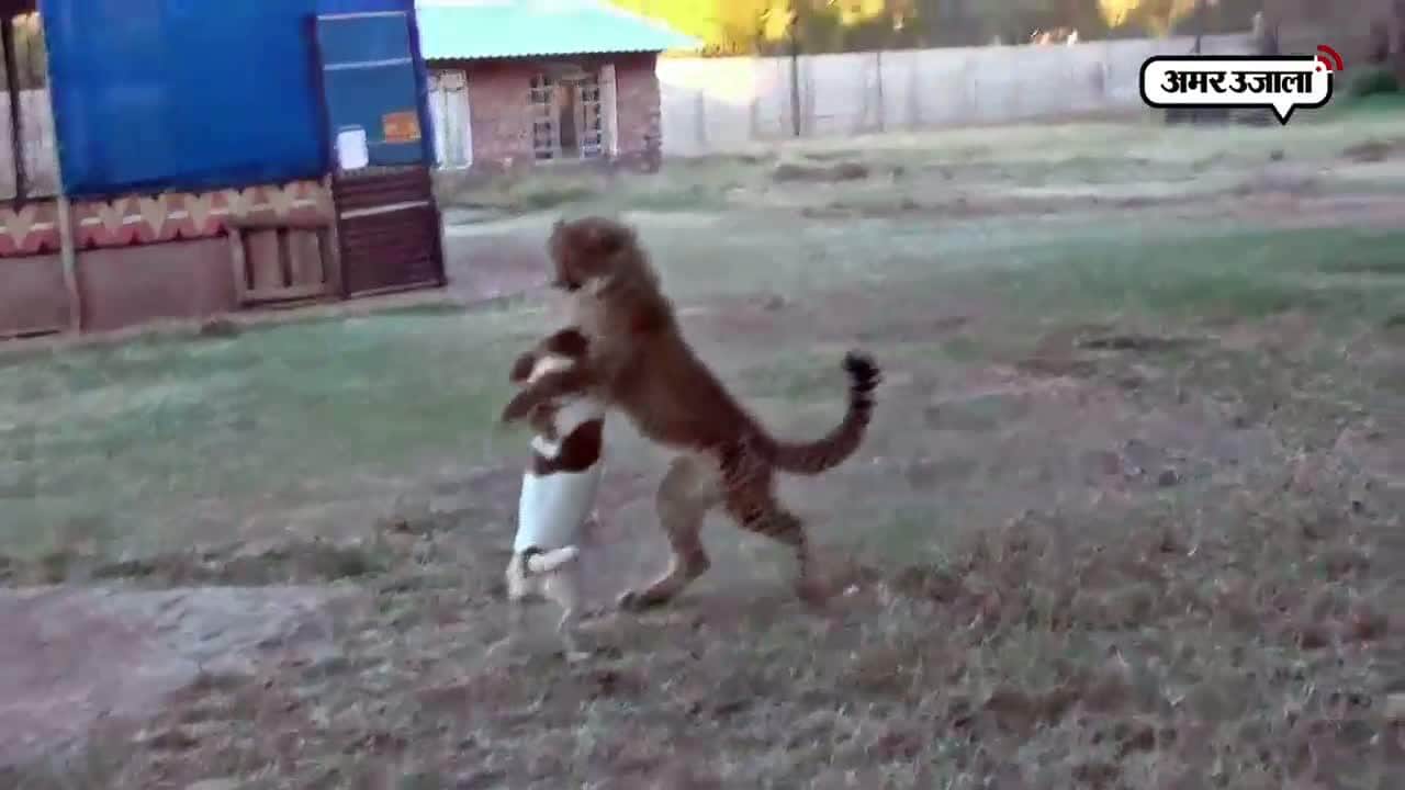 वायरल वीडियो