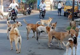 Six years old was playing with innocent friends, dogs attacked and ate up innocent