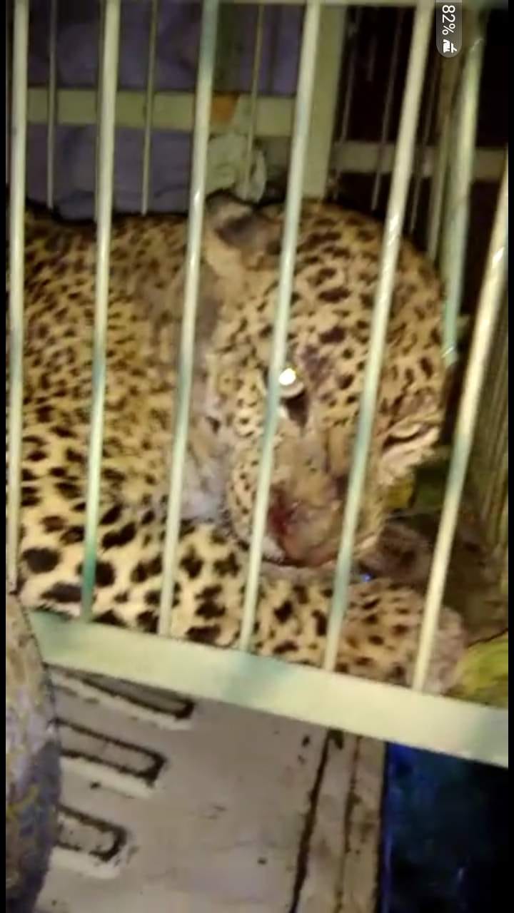 In the cage trapped in a tiger who attacked the child in Nathupur.