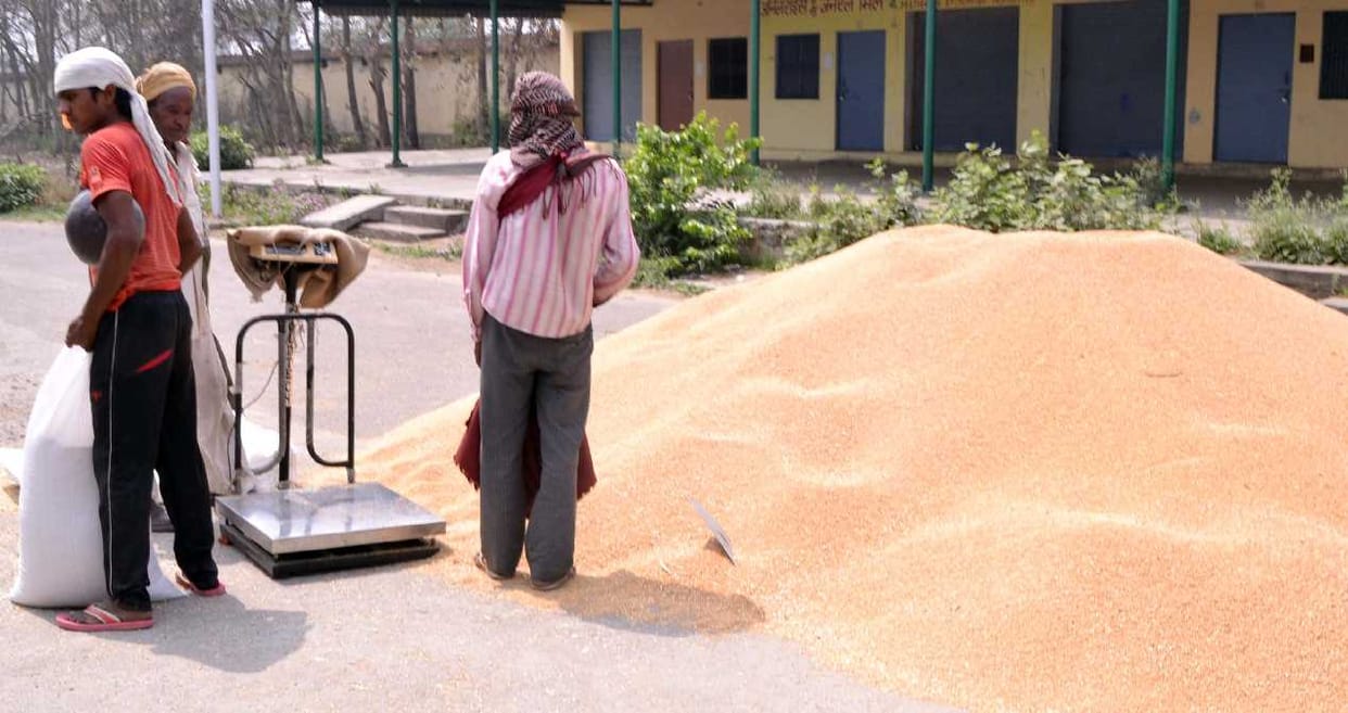 Incoming wheat arrival in Uttarakhand wheat market