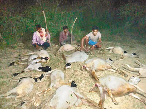 16 sheep from drinking poisonous water