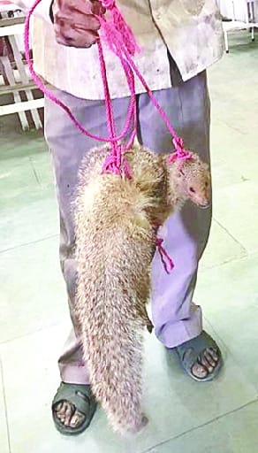 Girl hit the weasel