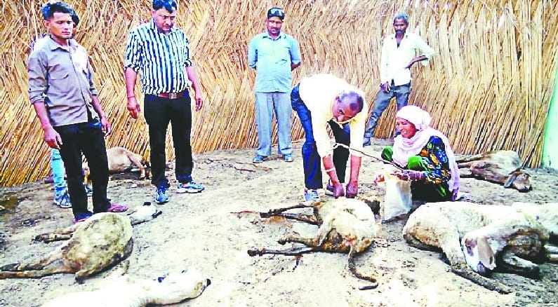 40 sheep dead after drinking poisonous water