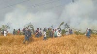 gehun, 25 mans, 130 accor, crop burn