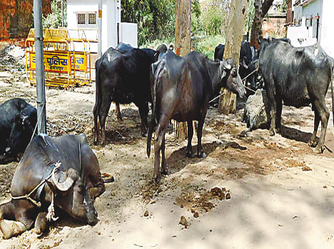 Buffalo truck caught, three arrested