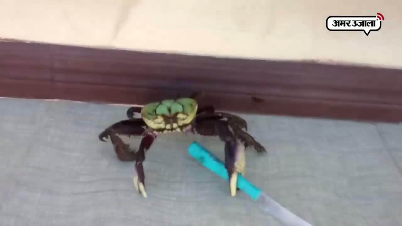 वायरल वीडियो