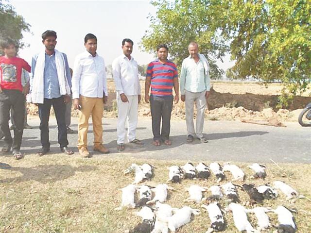 28 guinea pigs have died on the banks of Bambay in village Jarau