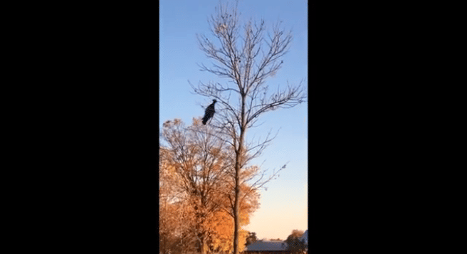 black ghost was flying in the sky made people cry