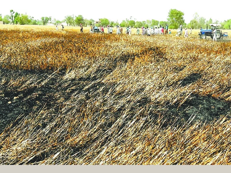 Fire, wheat harvesting, 21 acres of crop was burnt, Sunam, Sangrur