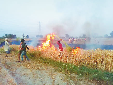 Dropped wire in fields, three bigha wheat ash