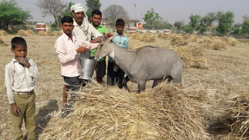 Three Nilgai dead from pesticide medicine