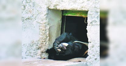 animals during summer