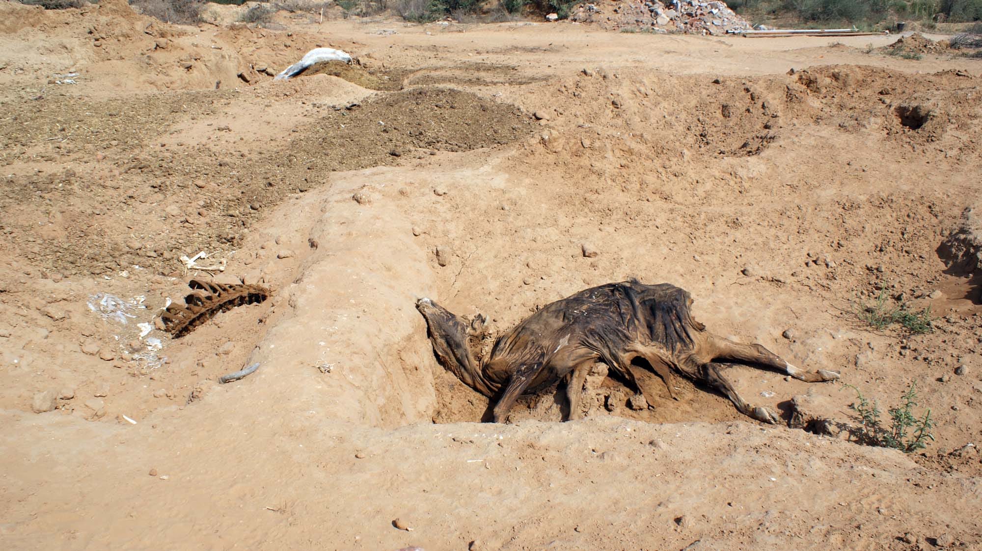 Cows' plight in BJP government at Jaipur hingonia 