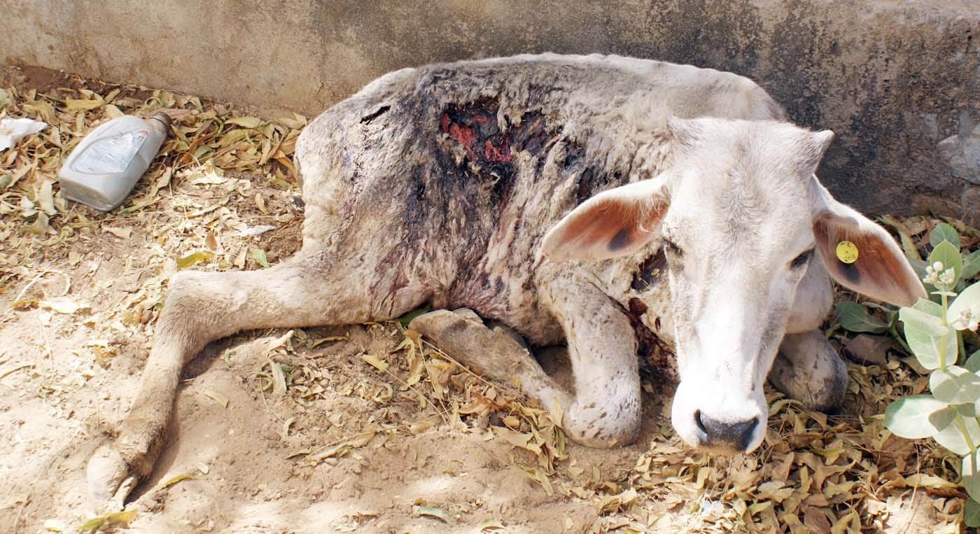 Cows' plight in BJP government at Jaipur hingonia 