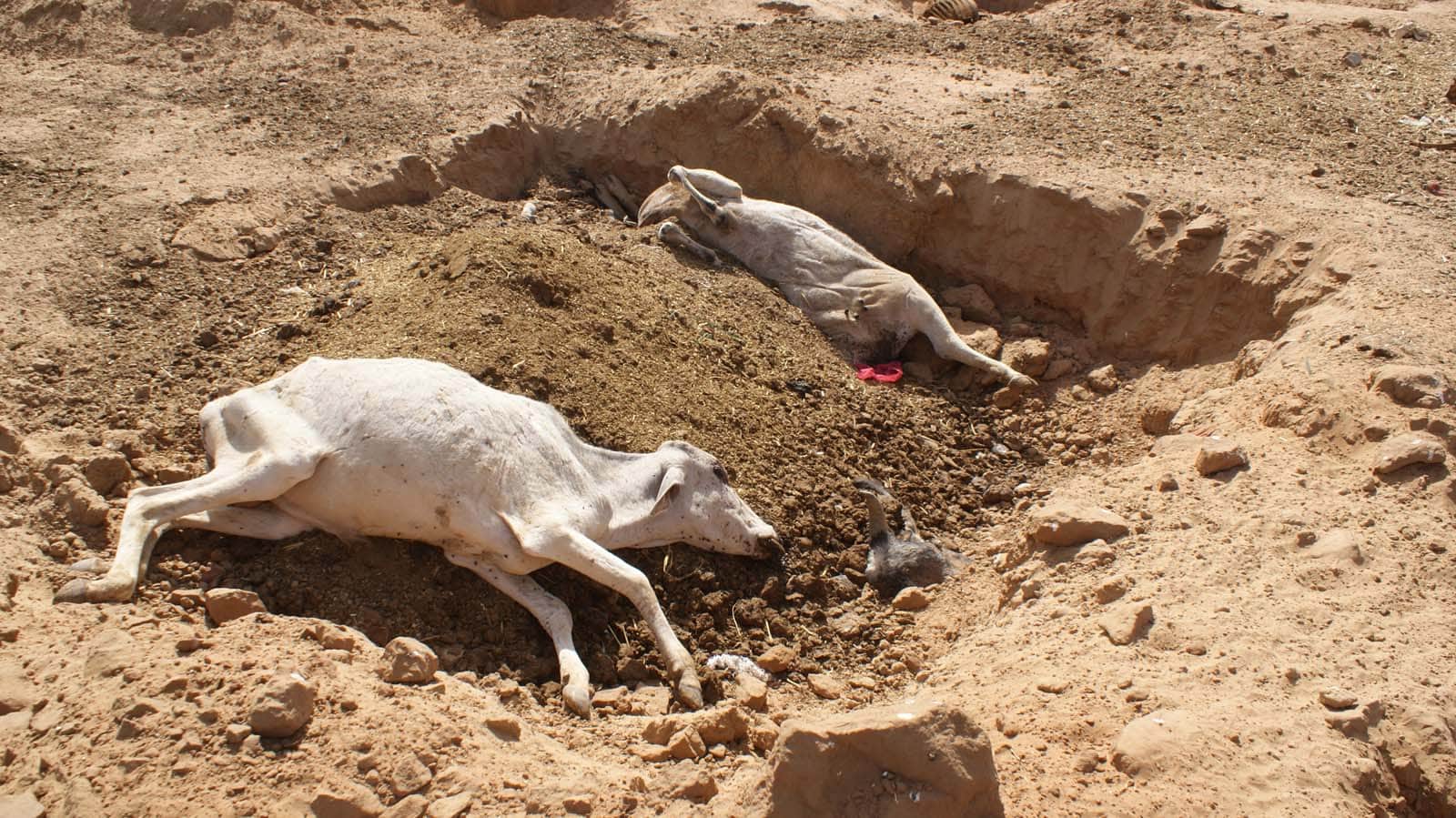 Cows' plight in BJP government at Jaipur hingonia 