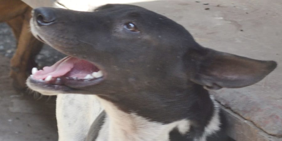 Dogs who were going to pray namaz died and died
