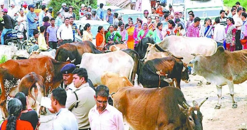 Preparation for the rejuvenation of animal fairs in Haryana