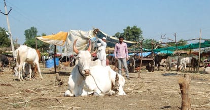 Preparation for the rejuvenation of animal fairs in Haryana