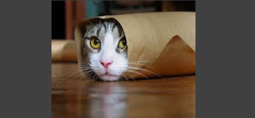  police misunderstands cat body as  embryo registered FIR 