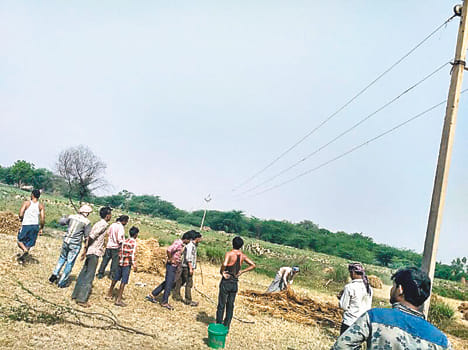 Wheat crop ash from sparking of HT line