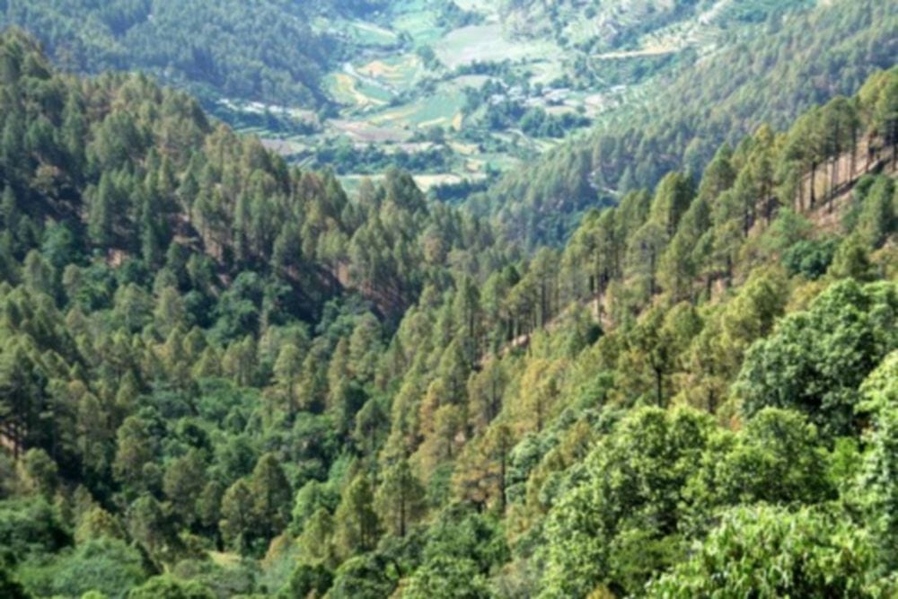 Center Govt given six hundred and fifty crore rupees to state govt for forest