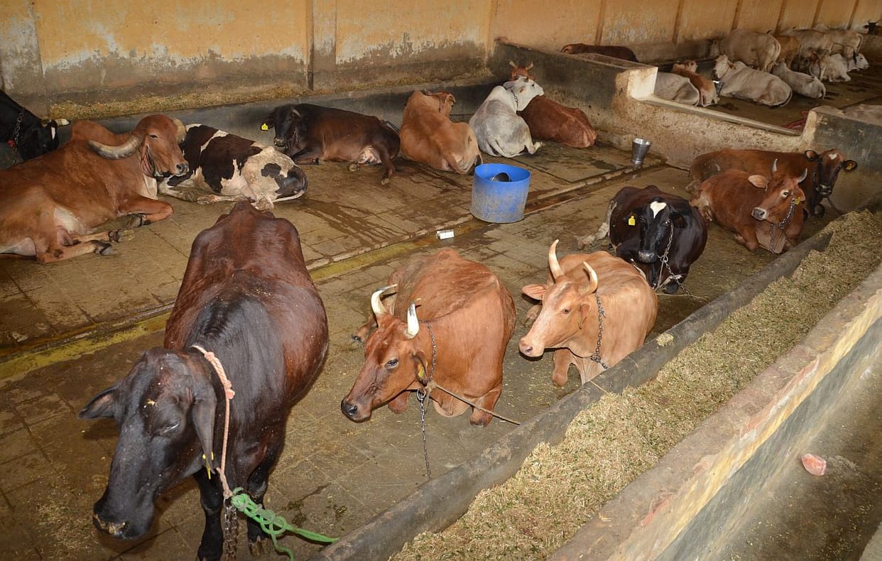 Survey: Not a single case of Covid infection found in Mathura-Vrindavans Gaushalas, know the reason