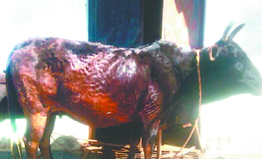 Nariyalgaon project will improve Badri cows breed