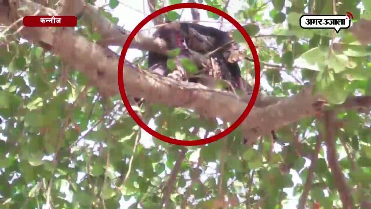 मधुमक्खी के काटने से कन्नौज में एक शख्स की मौत 