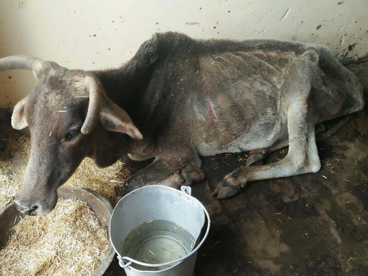 The death of a cow in the state Gosad, many ill