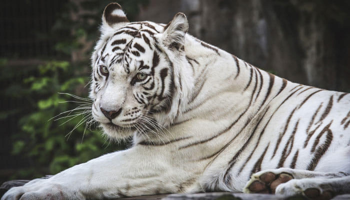 White Tiger roar will be heard in Jodhpur soon