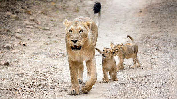  People are surprised to see lions on Pipavav-Rajula highway in Gujarat