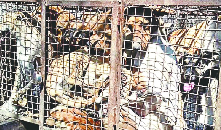 The municipality caught two dozen dogs