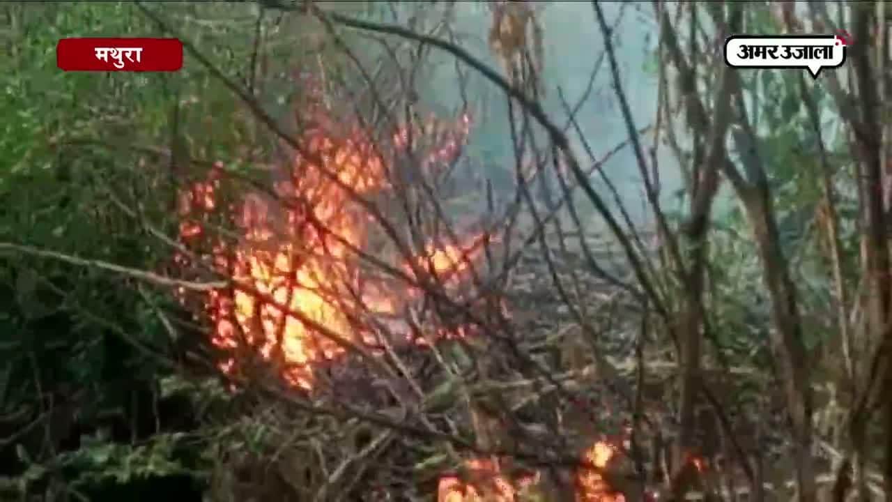 मथुरा में पांच दर्जन जंगलों में लगी आग 