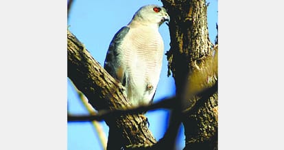 Bird watcher Siddharth, chandigarh news, Environment lover 