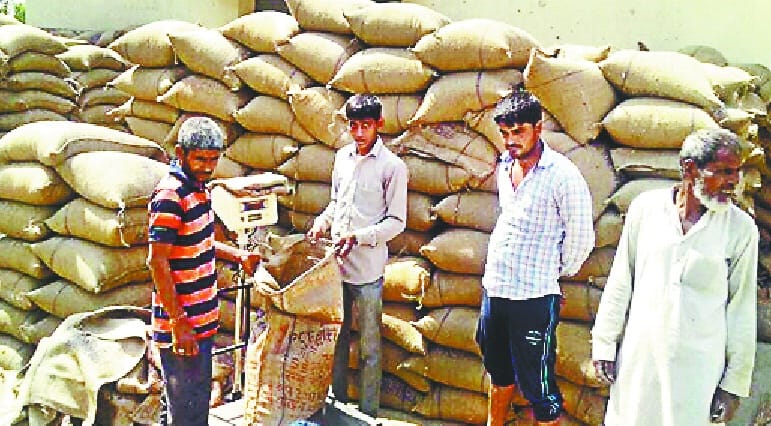 Wheat Farmers Attending Haryana